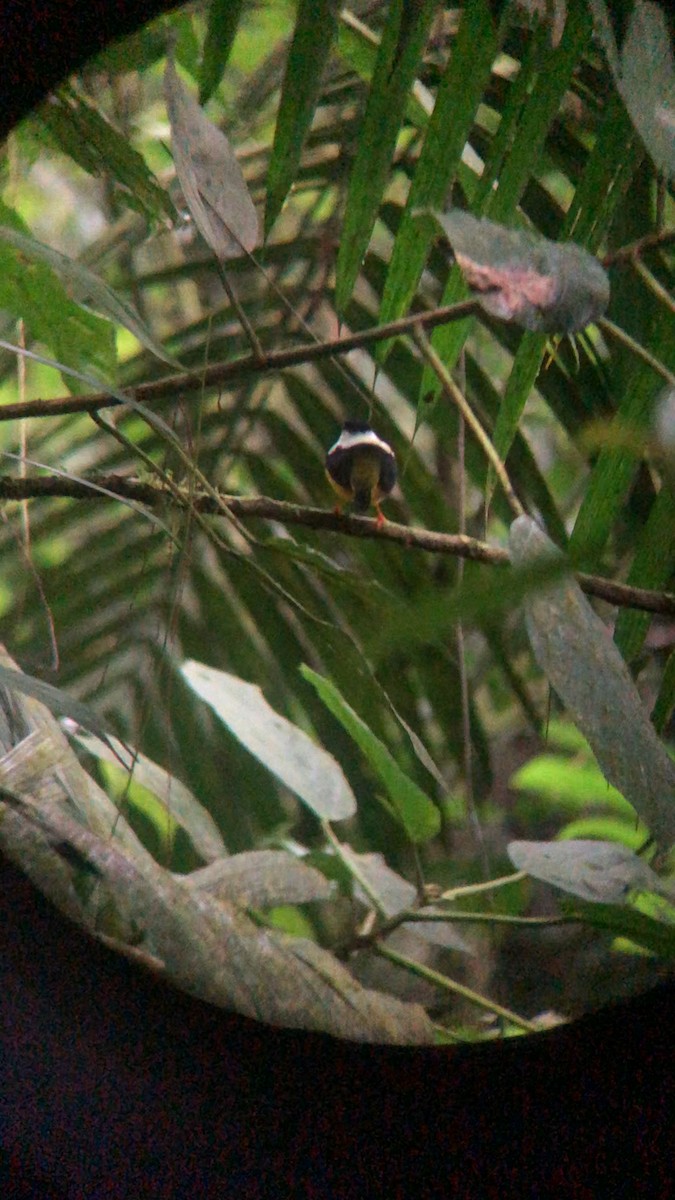 hvitkappemanakin - ML650491356