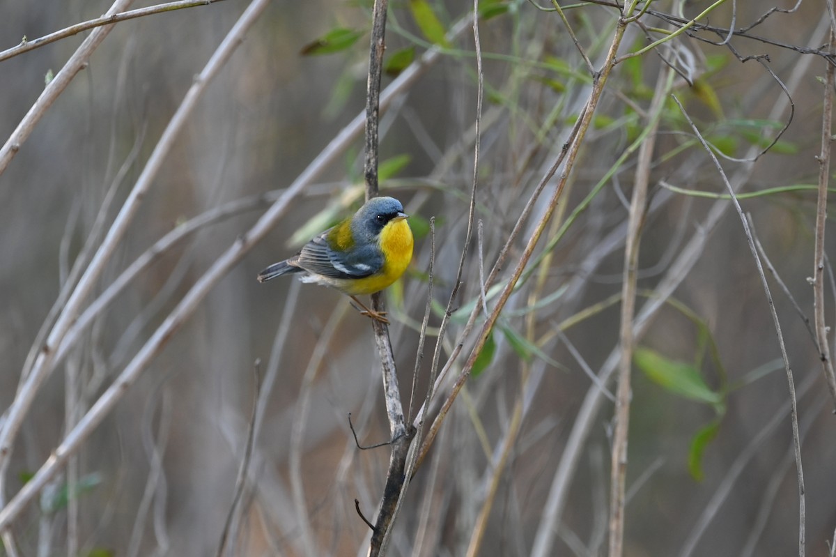 Tropical Parula - ML650491376