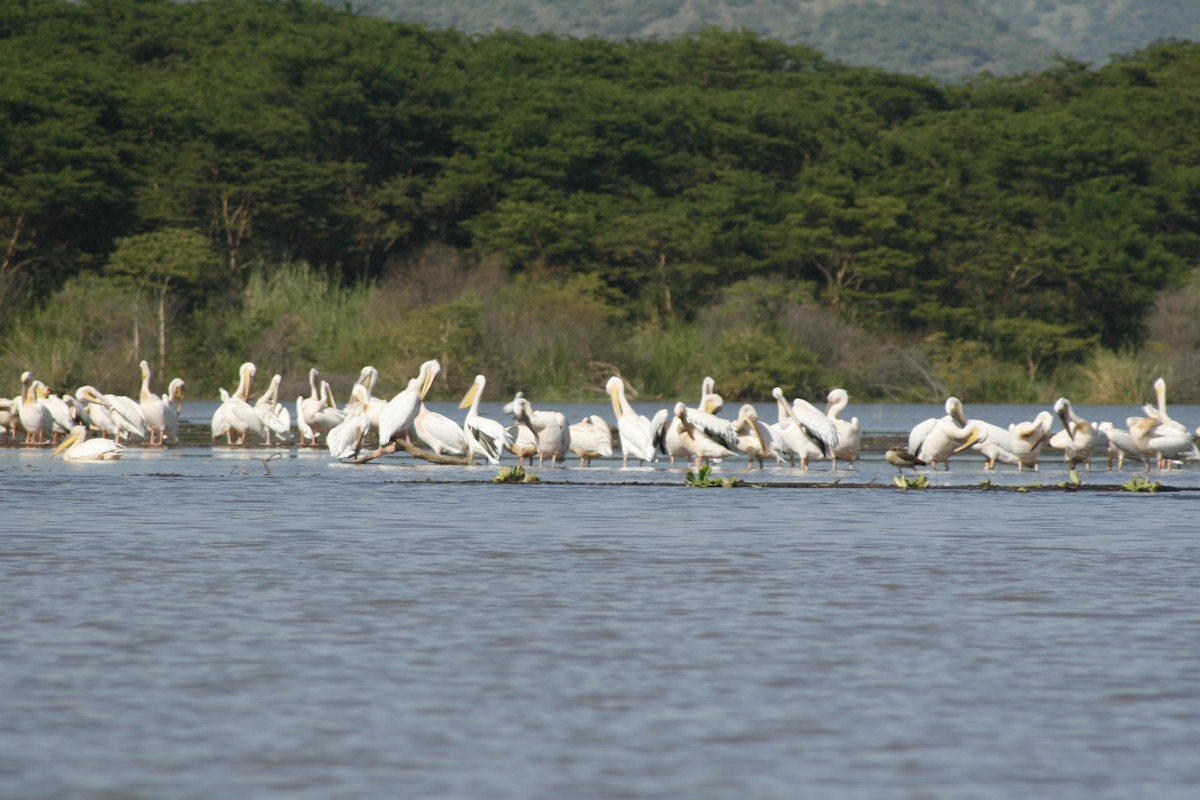Pélican blanc - ML650491575