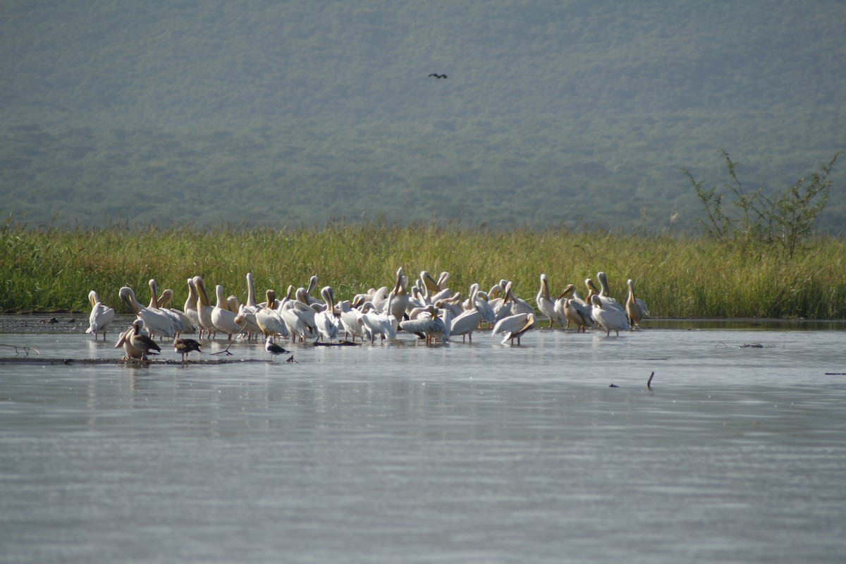 Pélican blanc - ML650491576