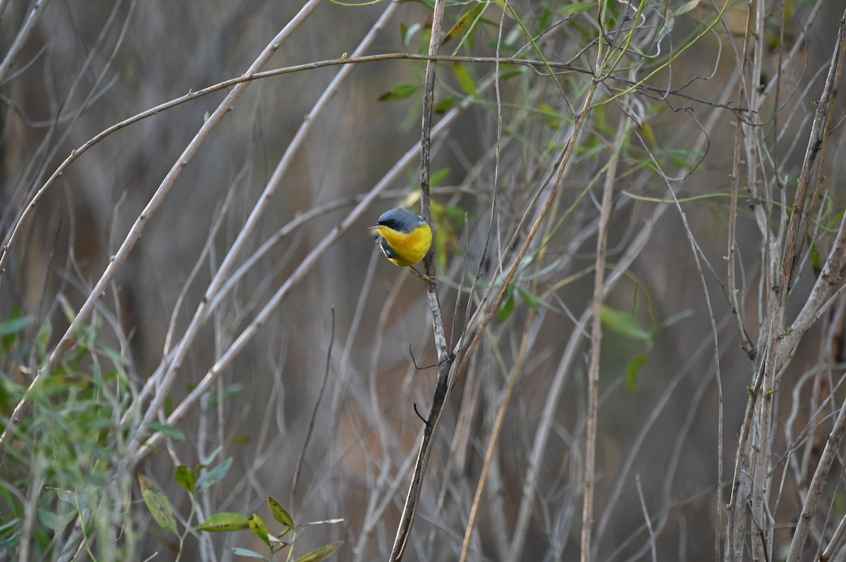 Tropical Parula - ML650491609