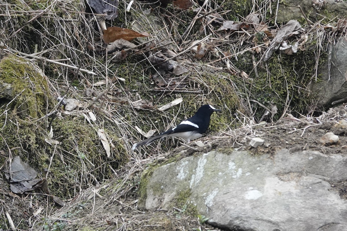 White-crowned Forktail (Northern) - ML650491649
