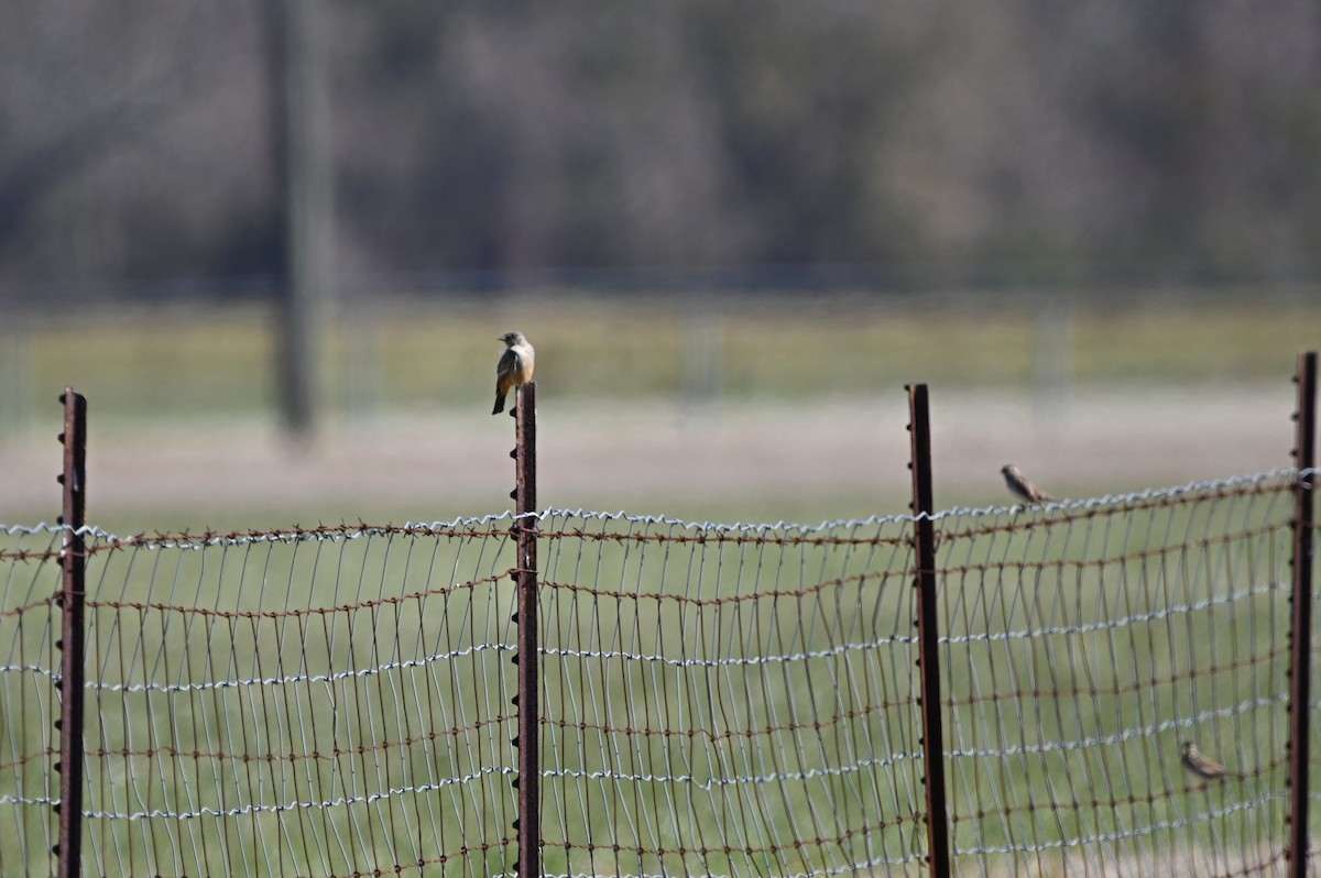Say's Phoebe - ML650491736