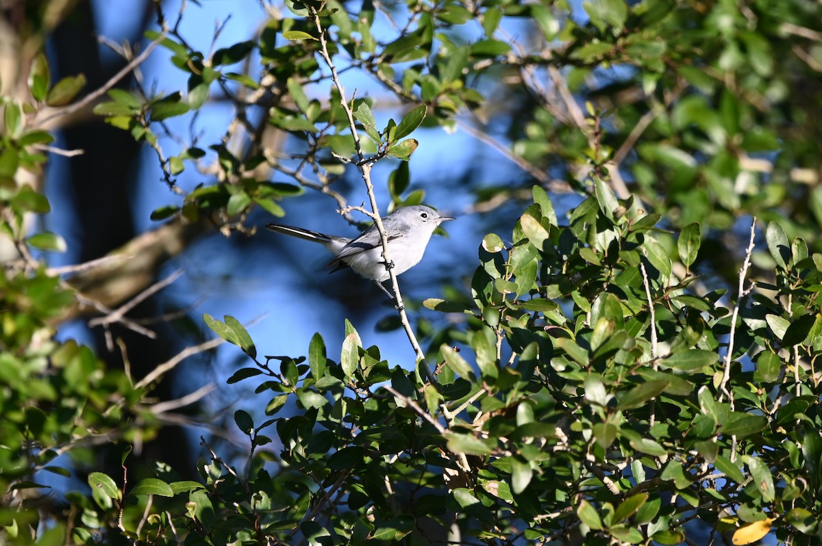 Blue-gray Gnatcatcher - ML650491923
