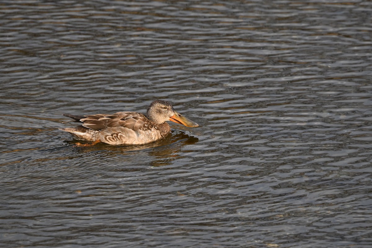 Широконоска - ML650491952