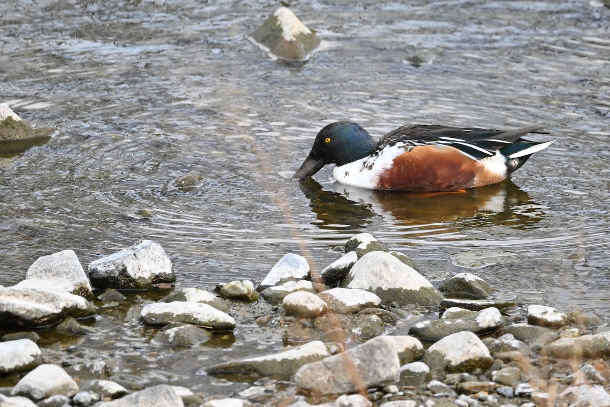Широконоска - ML650491953