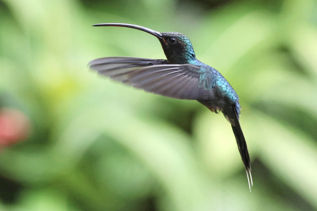 grønneremitt - ML650492121