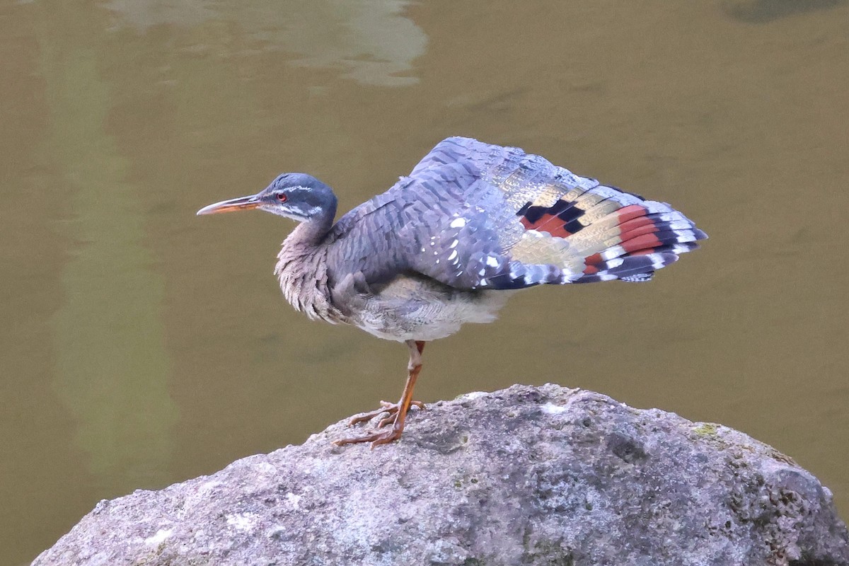 solrikse - ML650492146