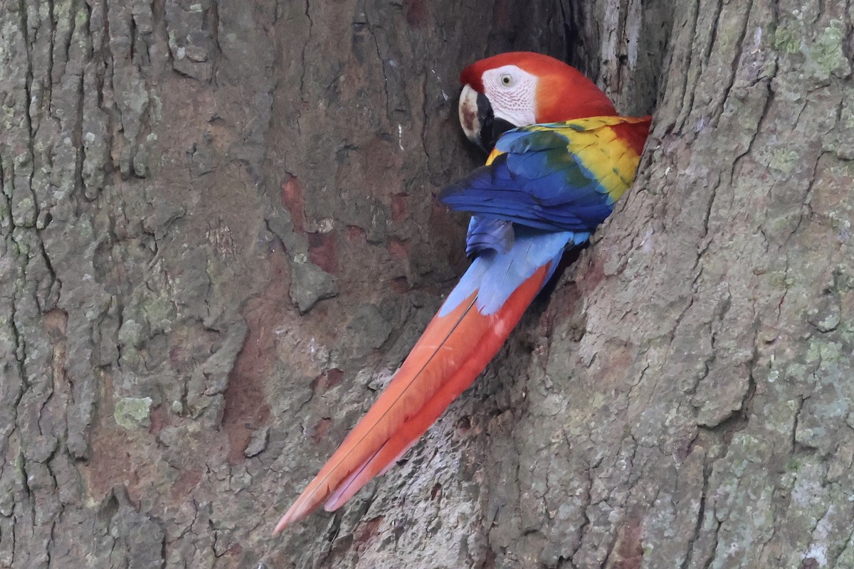 rødara - ML650492195