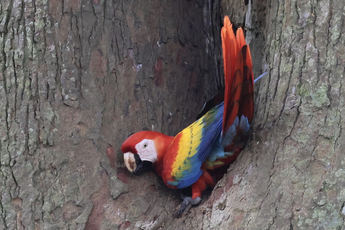 rødara - ML650492196