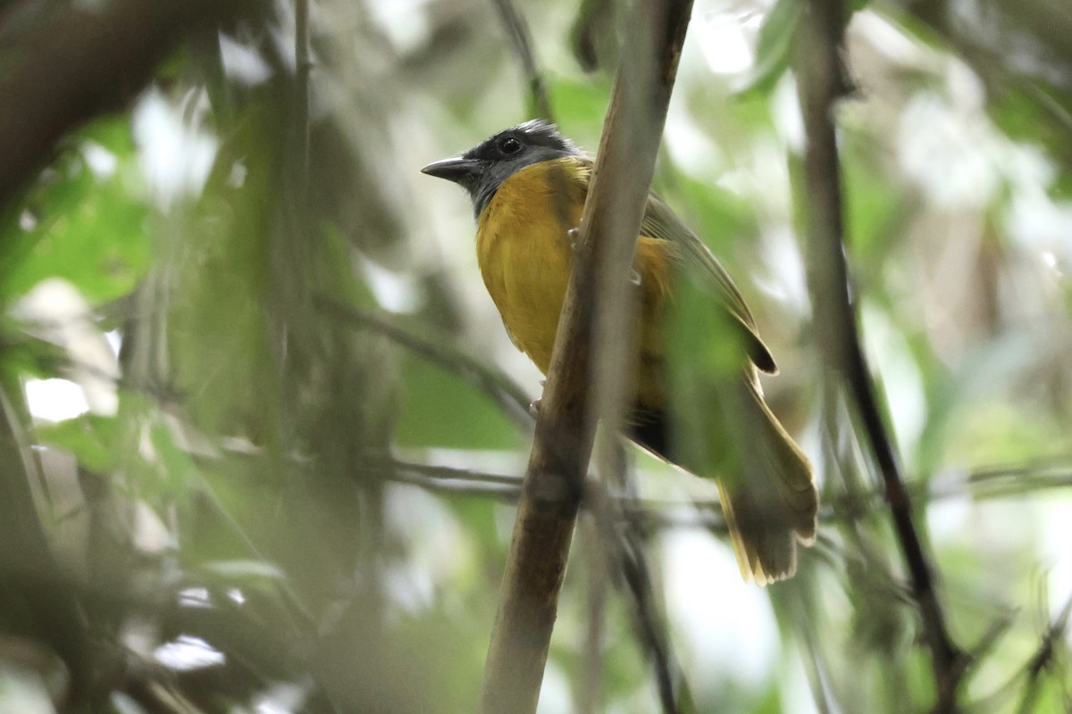 gråhodetanagar - ML650492309