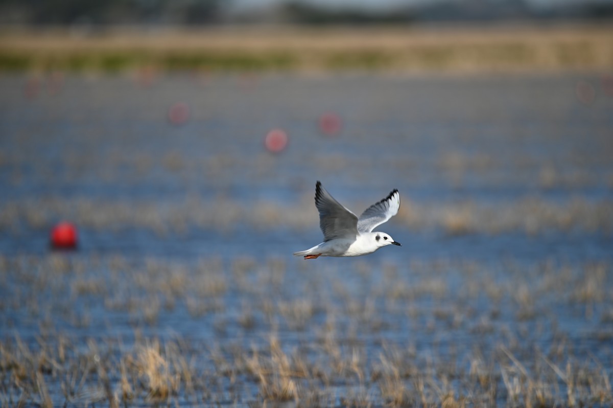 Bonaparte's Gull - ML650492535