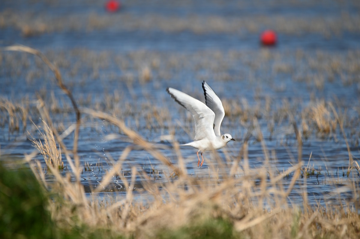 Bonaparte's Gull - ML650492536