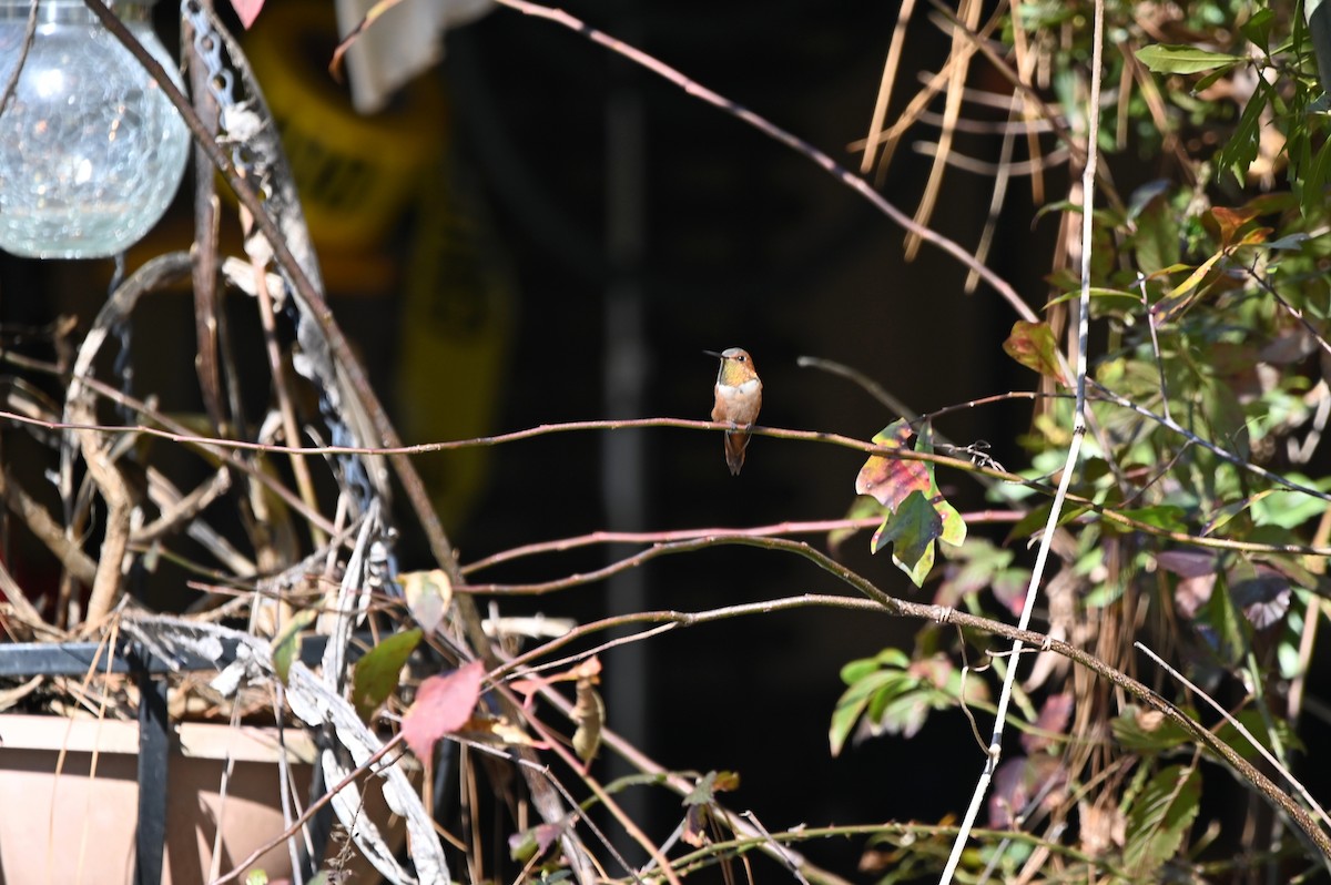 Rufous Hummingbird - ML650492571