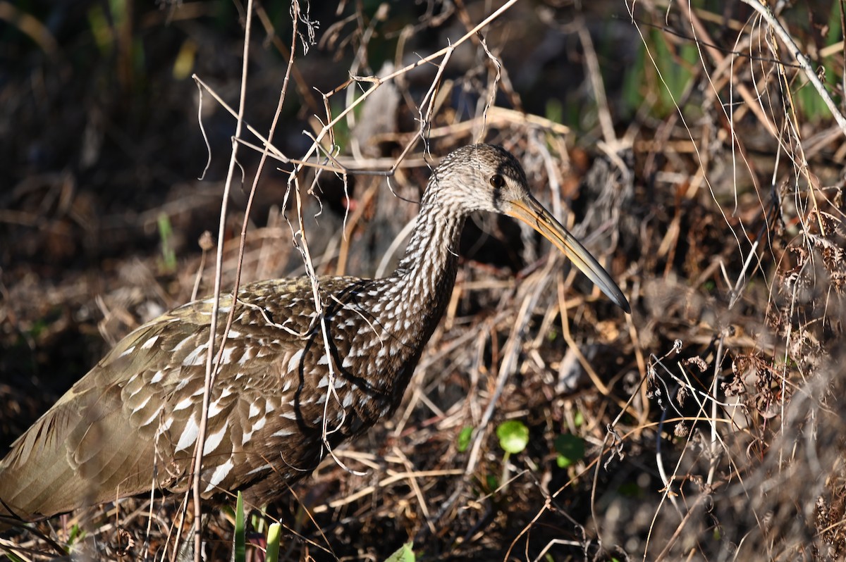 Limpkin - ML650492613