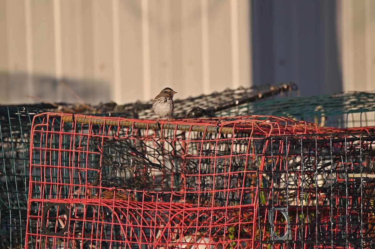 Savannah Sparrow - ML650492651