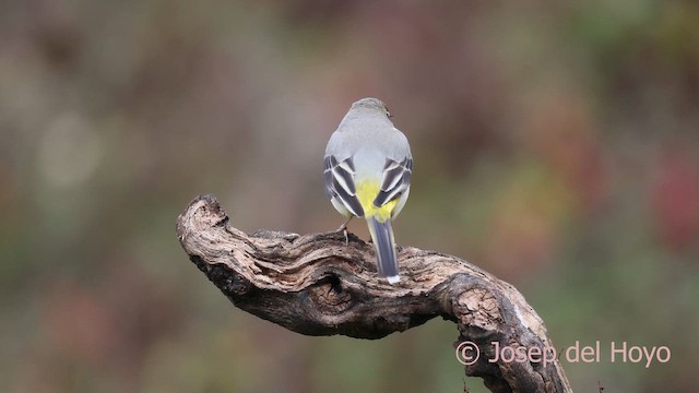 Gebirgsstelze - ML650492723