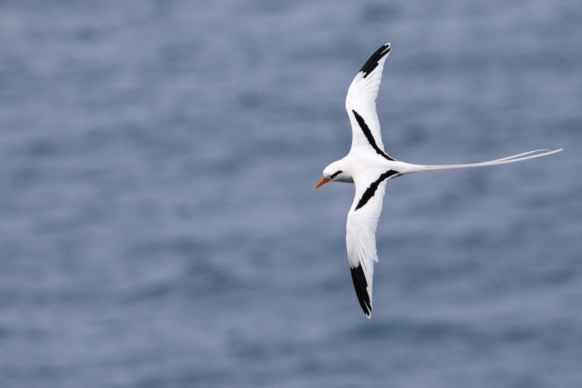 småtropikkfugl - ML650492776