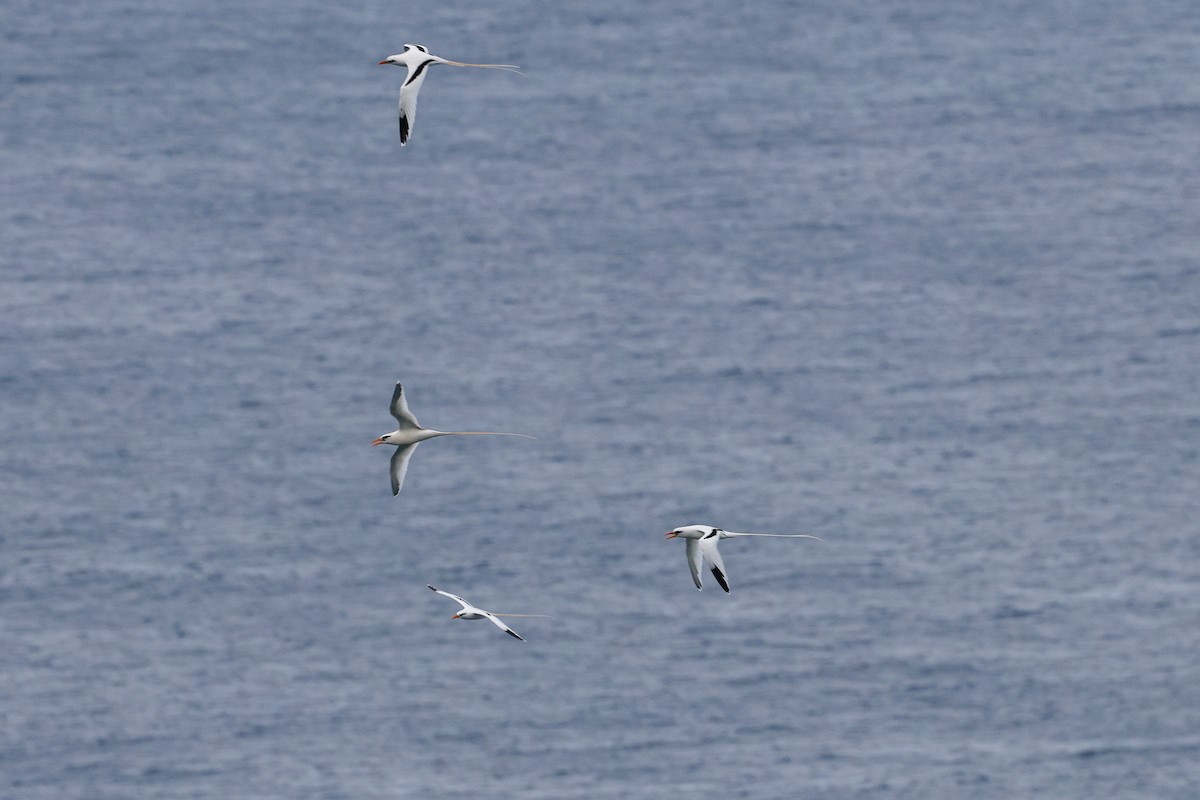 småtropikkfugl - ML650492777