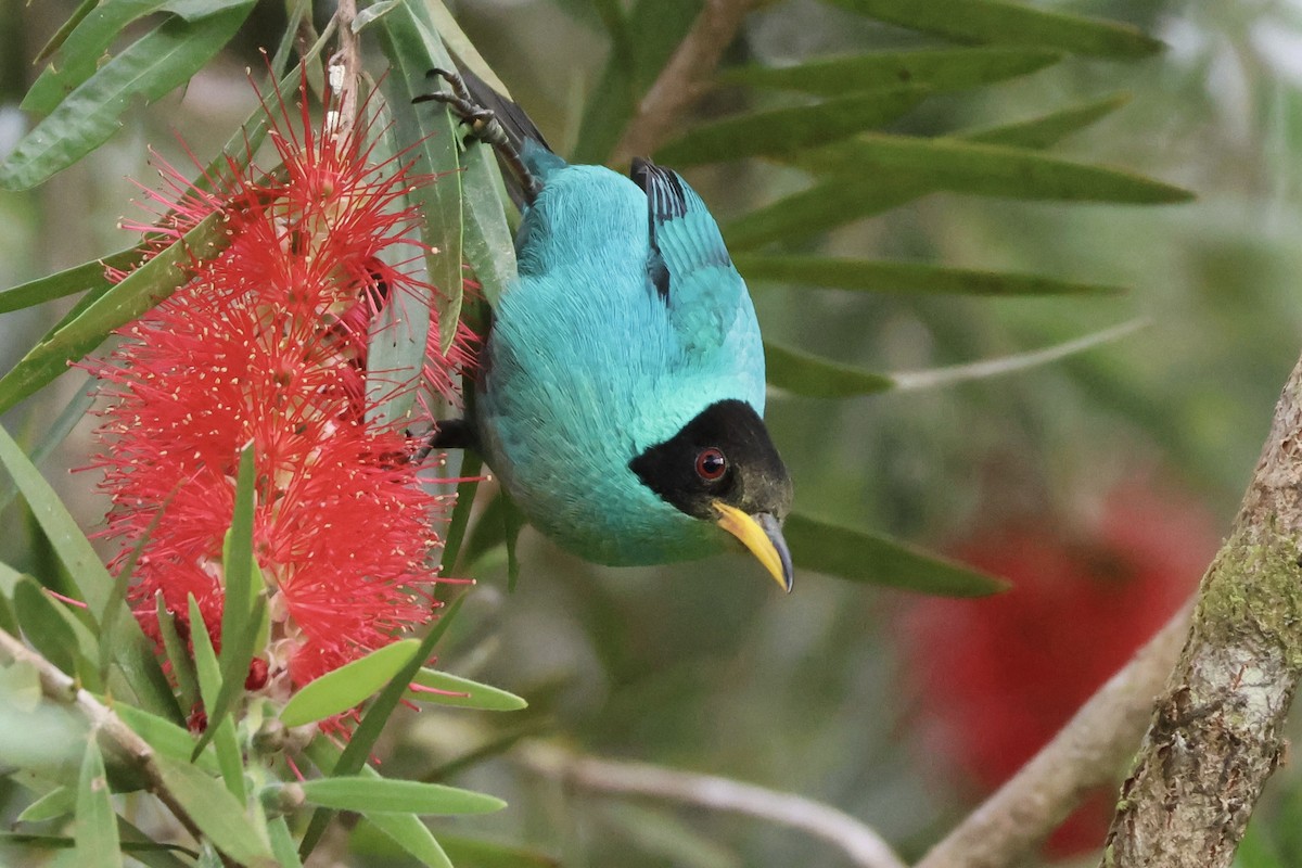 grønnhonningkryper - ML650492912