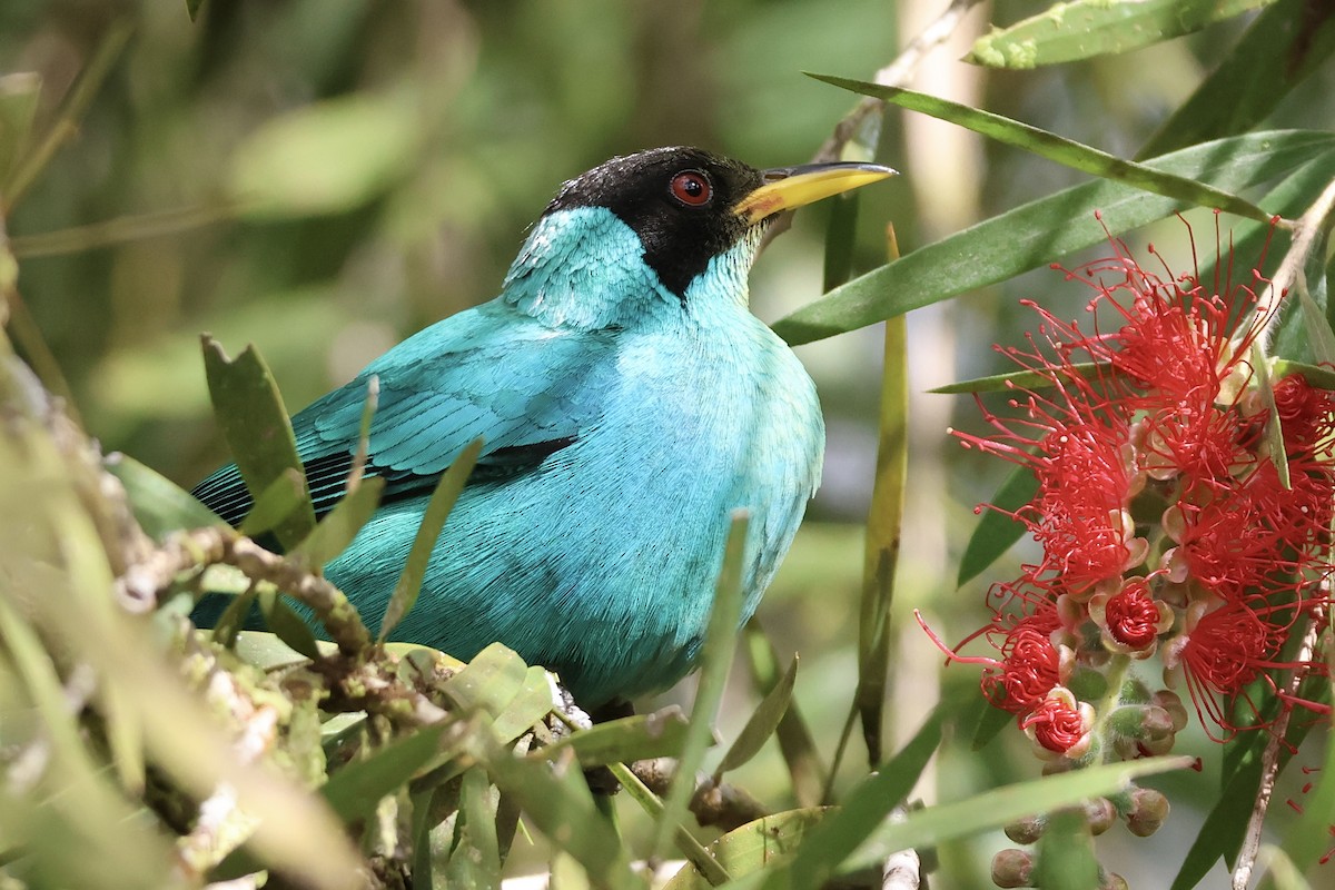 grønnhonningkryper - ML650492913