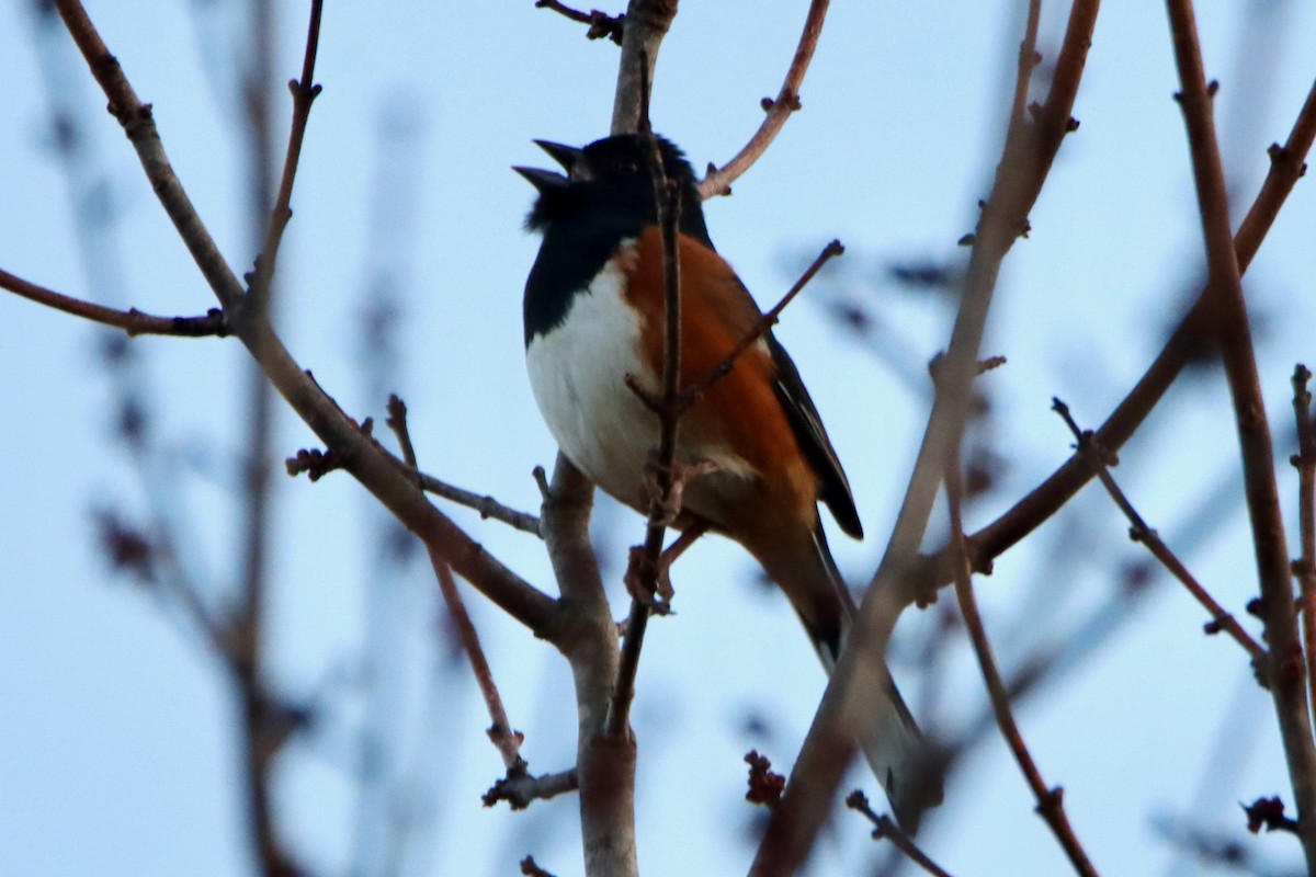 Красноглазый тохи - ML650493297