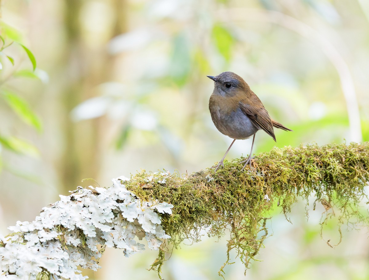 svartnebbskogtrost - ML650493602