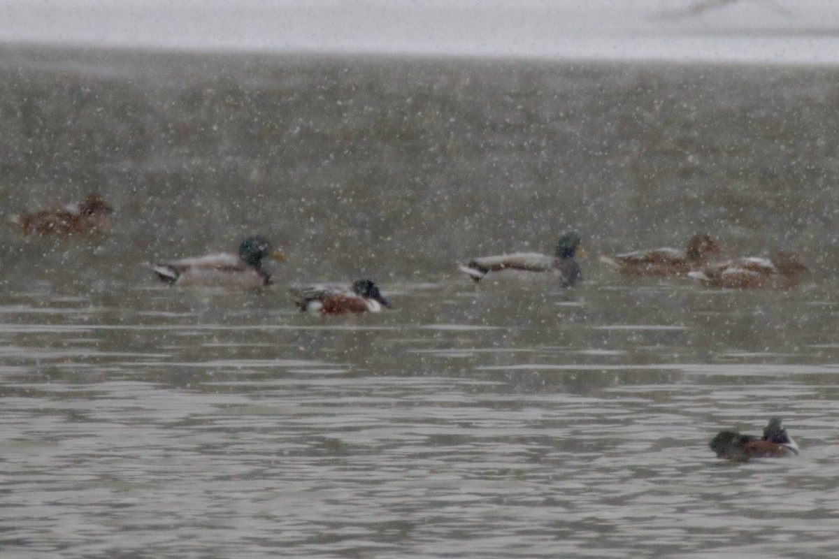 Широконоска - ML650494172