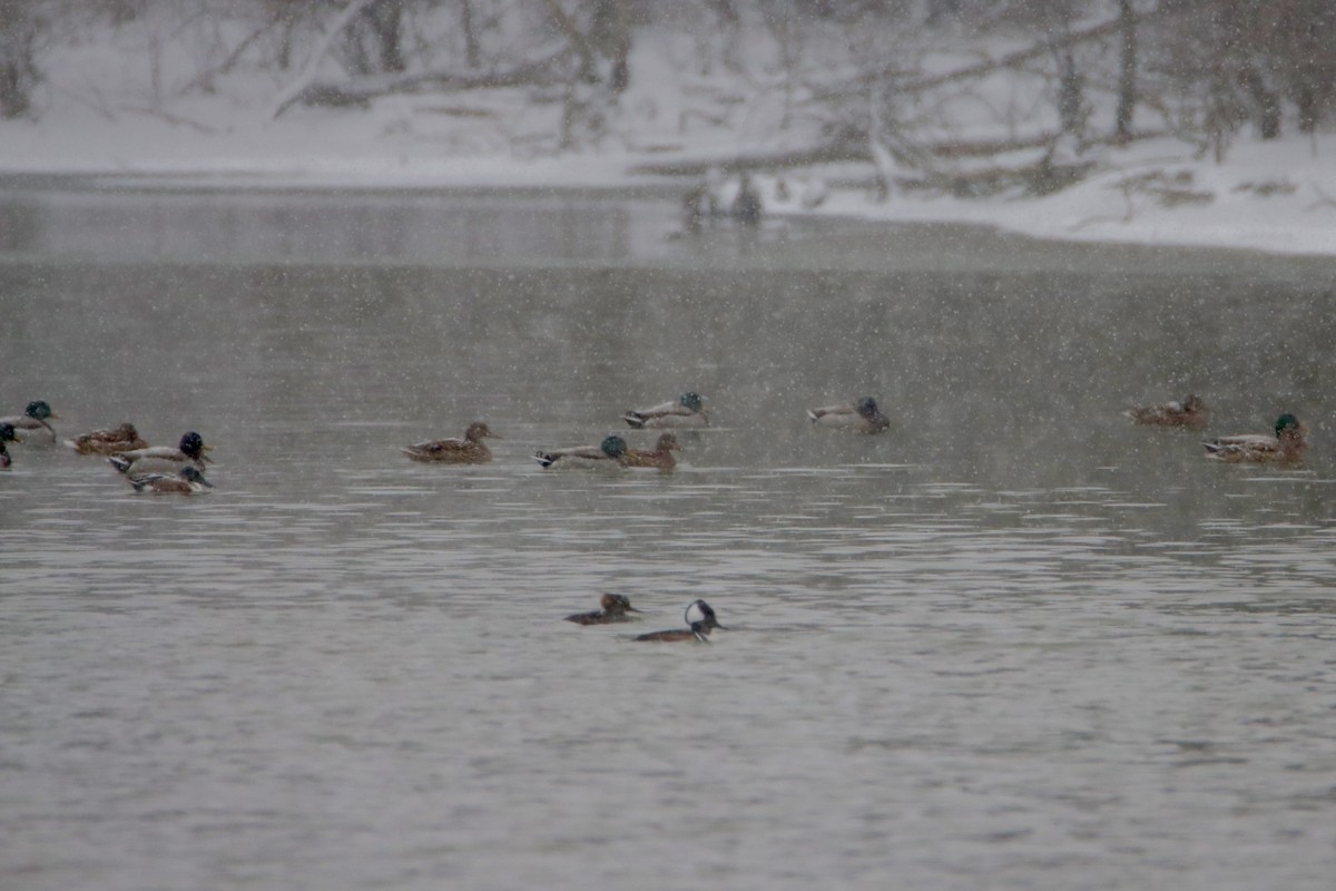 Широконоска - ML650494173