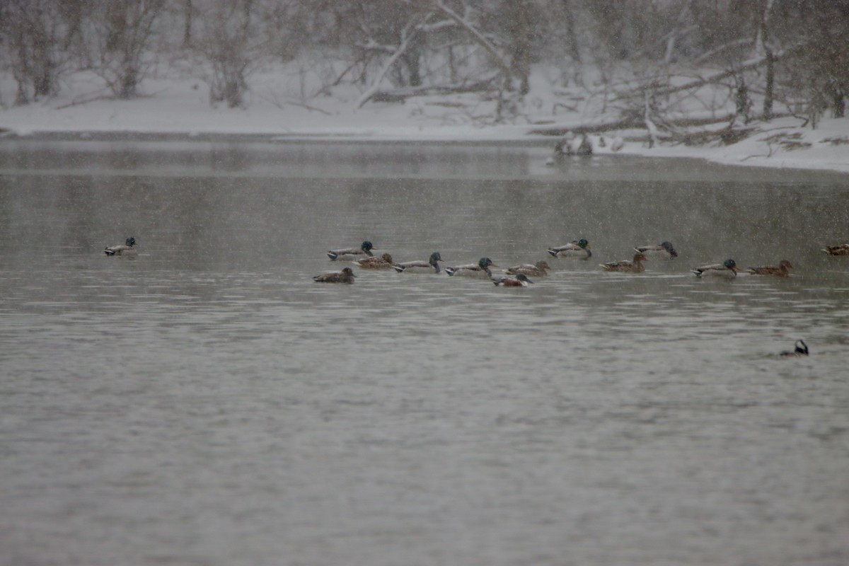 Широконоска - ML650494174