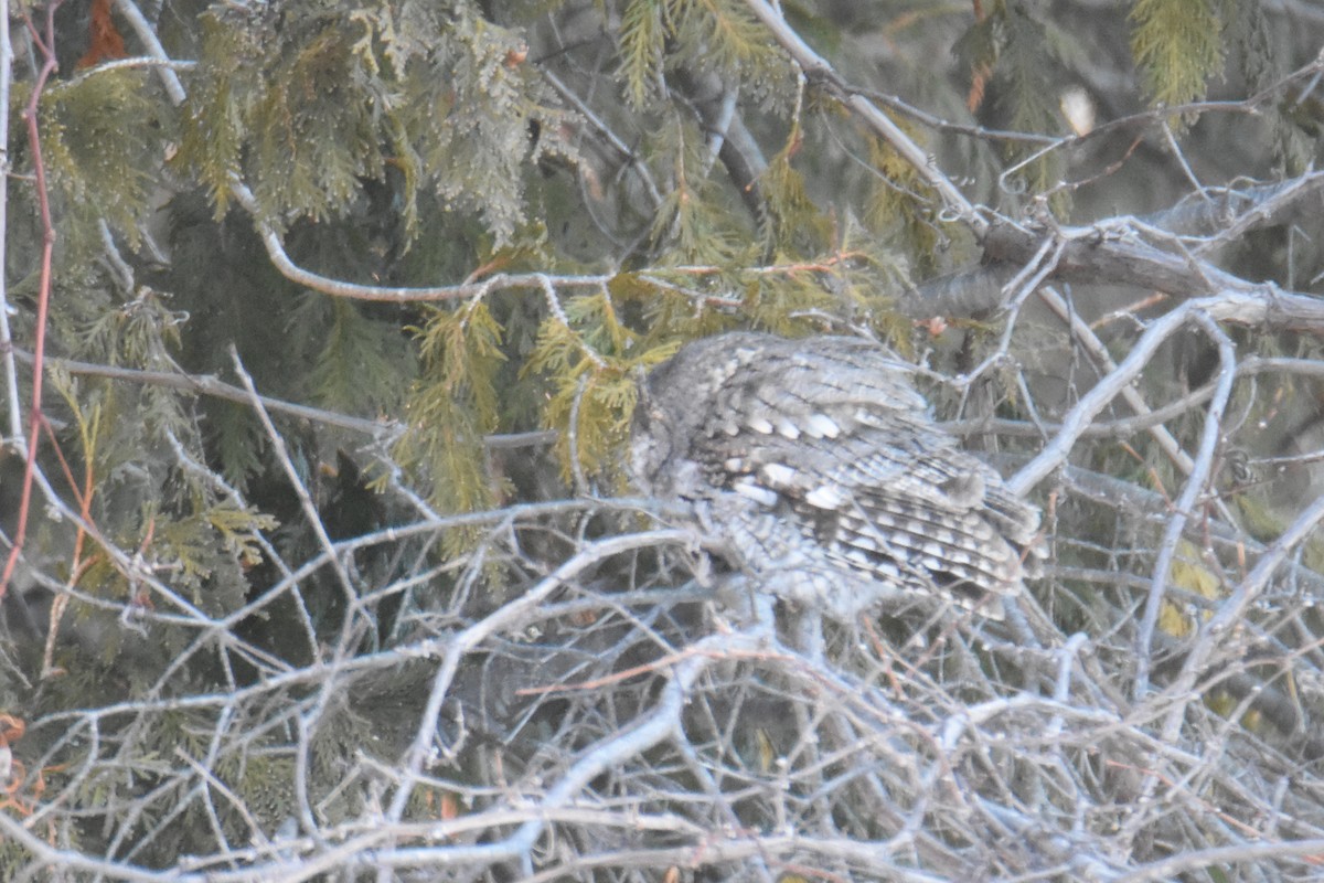 Eastern Screech-Owl (Northern) - ML650494215