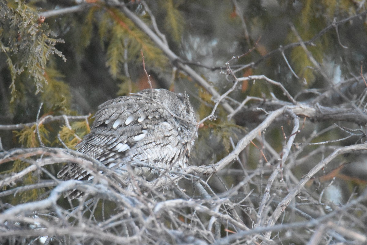 Eastern Screech-Owl (Northern) - ML650494216