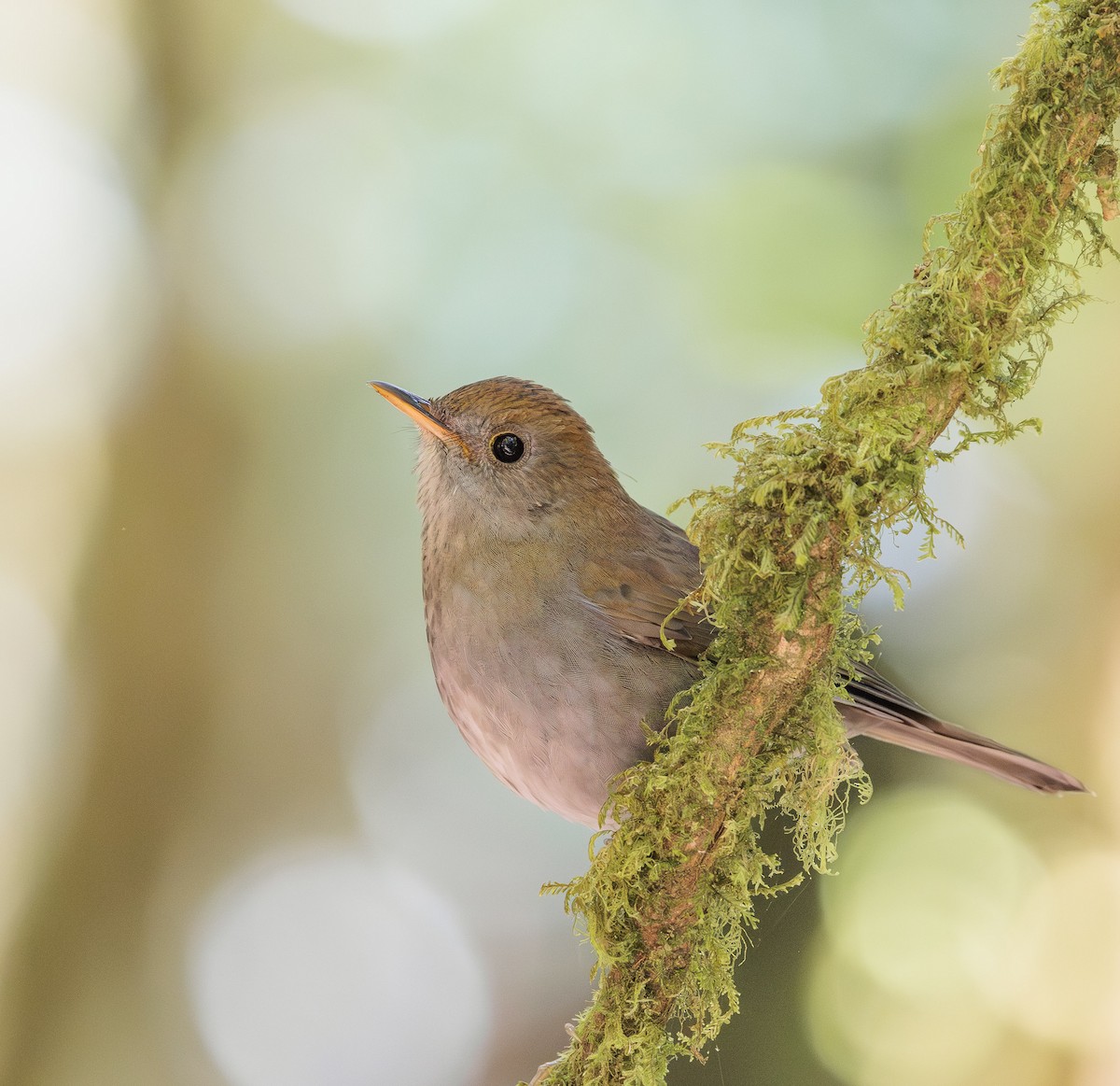 brunkroneskogtrost - ML650494217