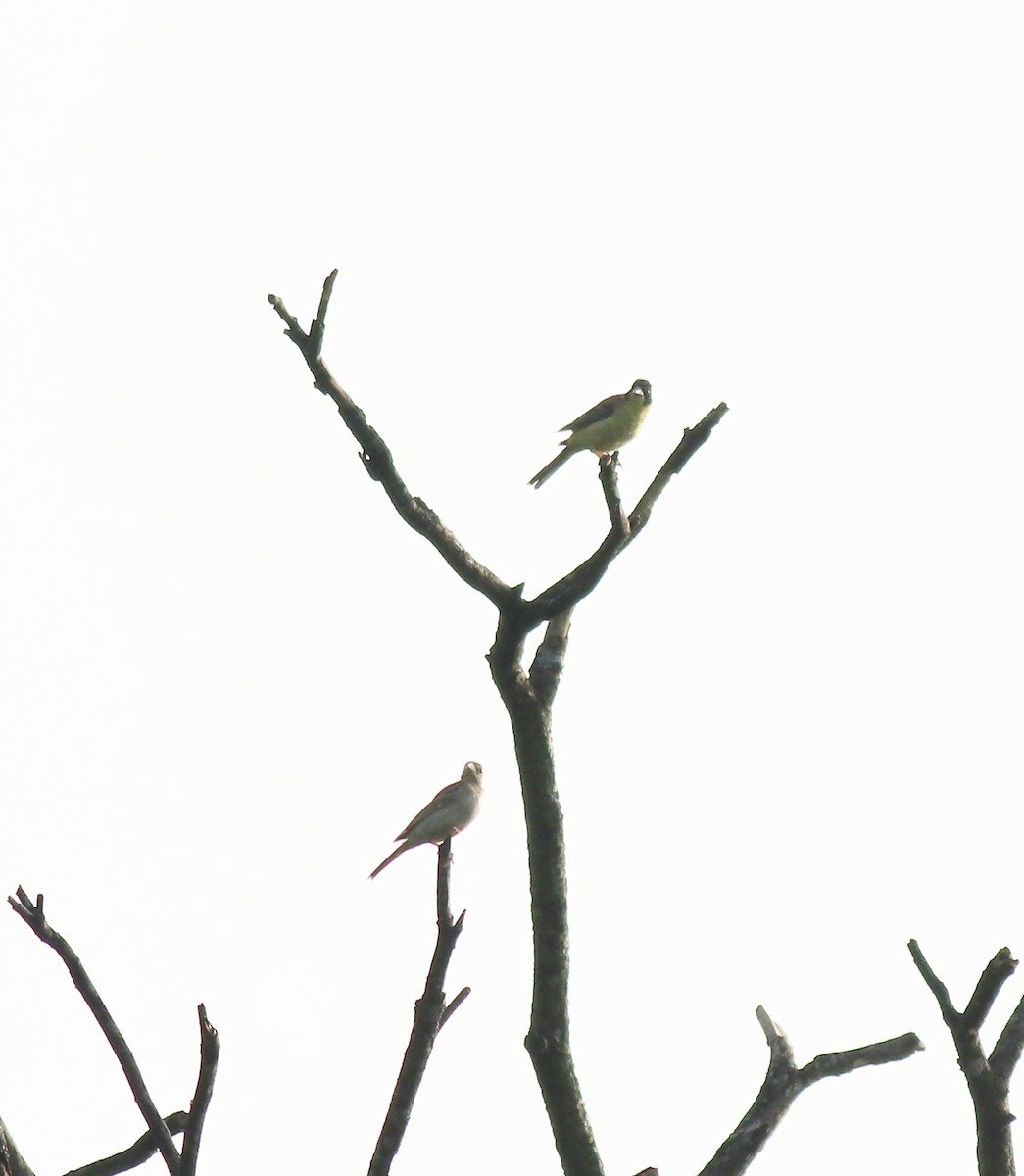 Черноголовая овсянка - ML650494399