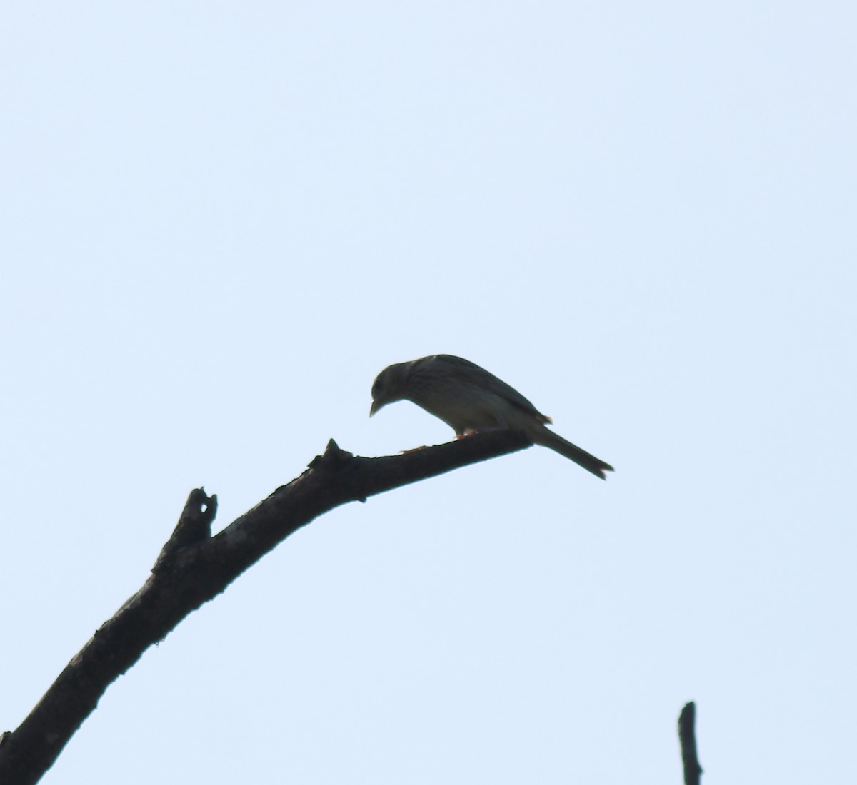 Черноголовая овсянка - ML650494403