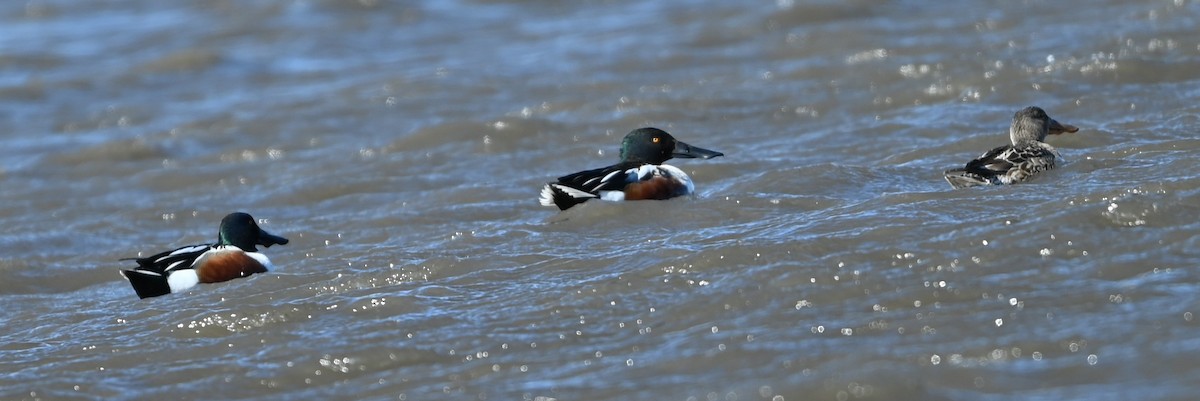 Широконоска - ML650494425