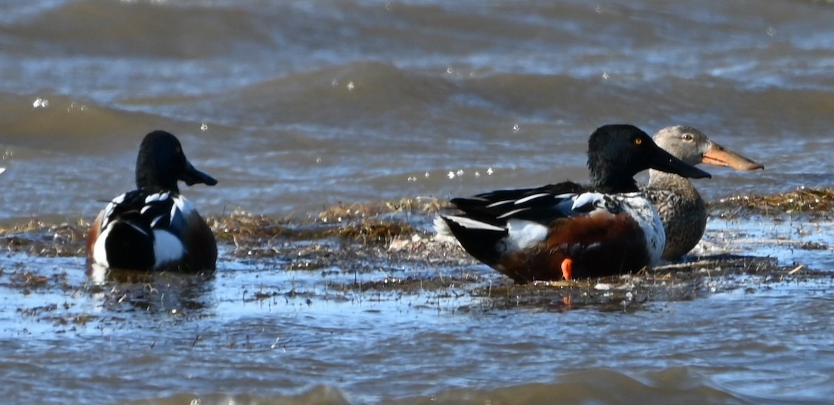 Широконоска - ML650494428