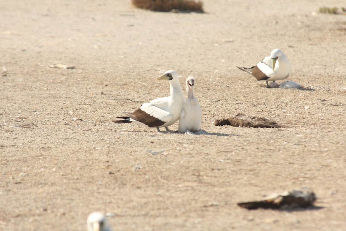 Maskentölpel - ML650494485