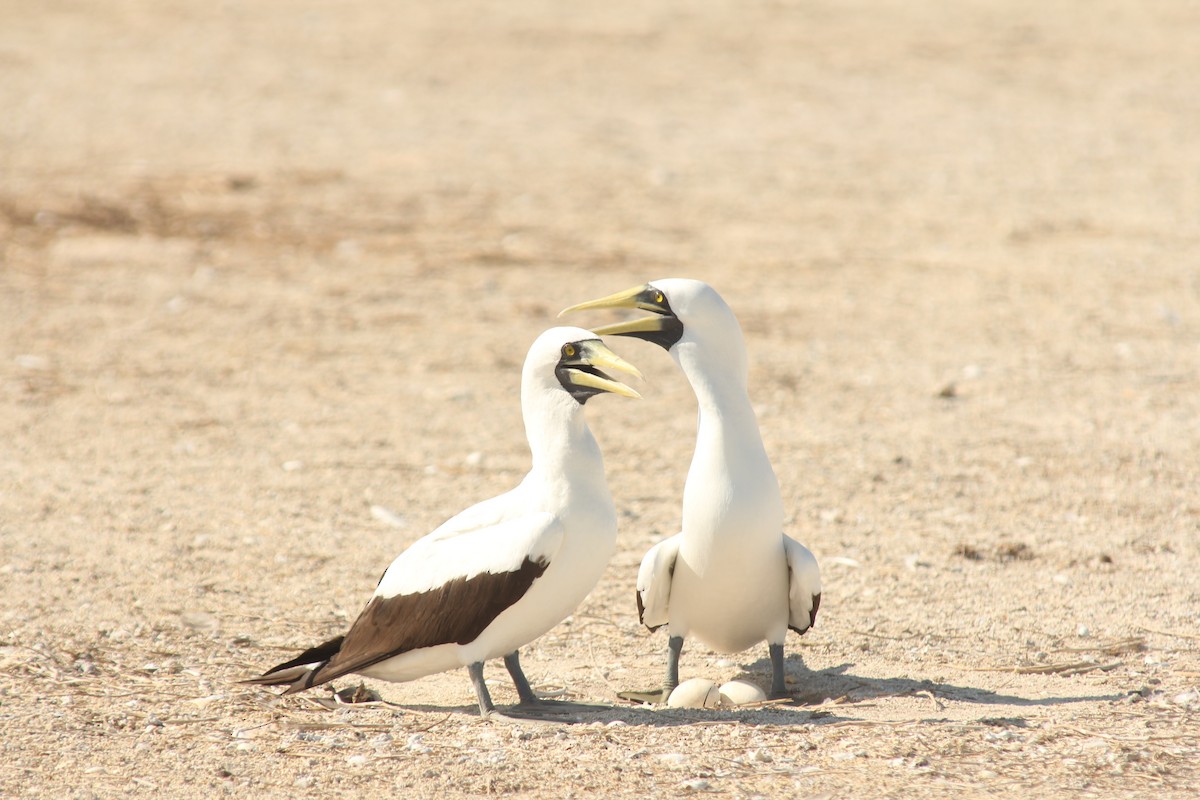 Maskentölpel - ML650494486