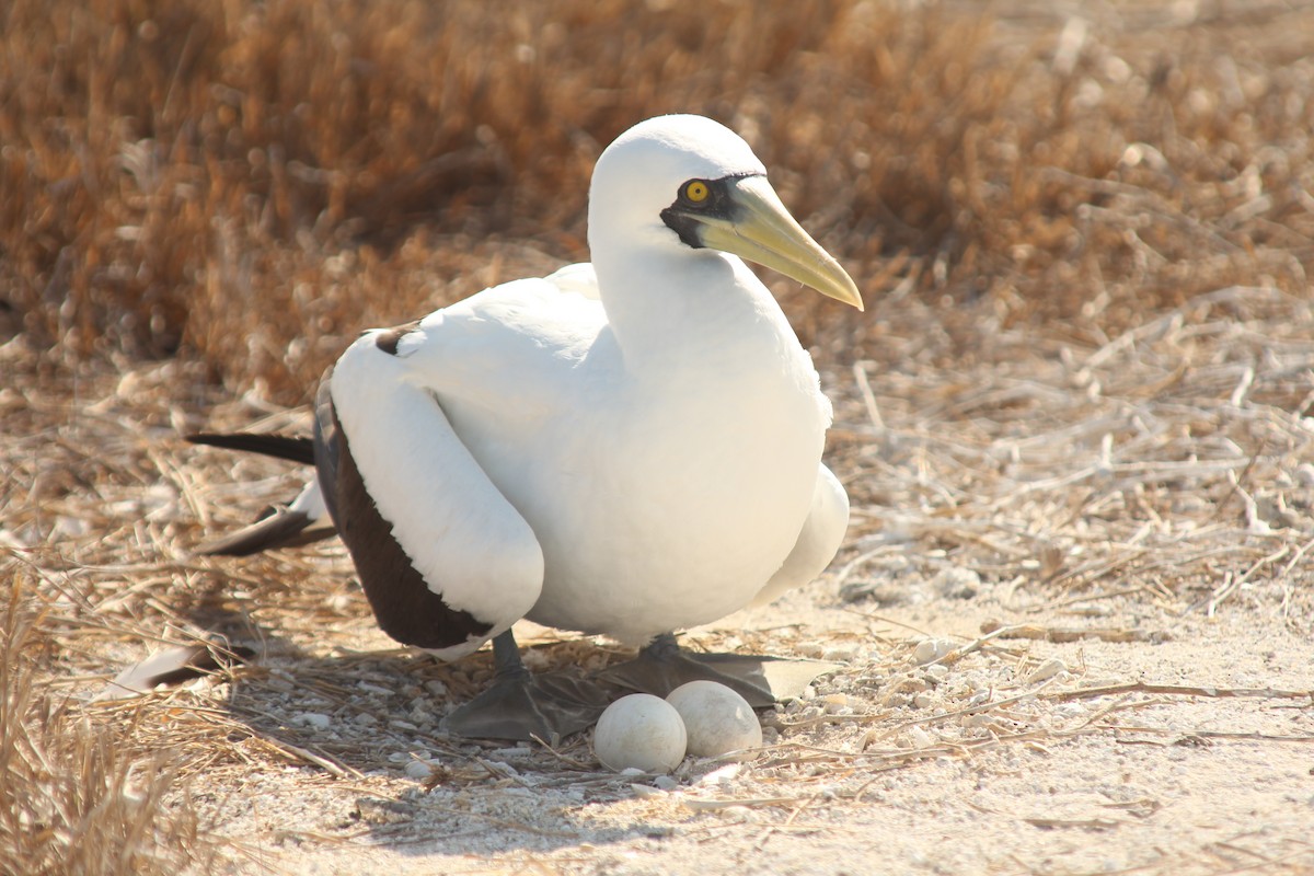 Maskentölpel - ML650494488