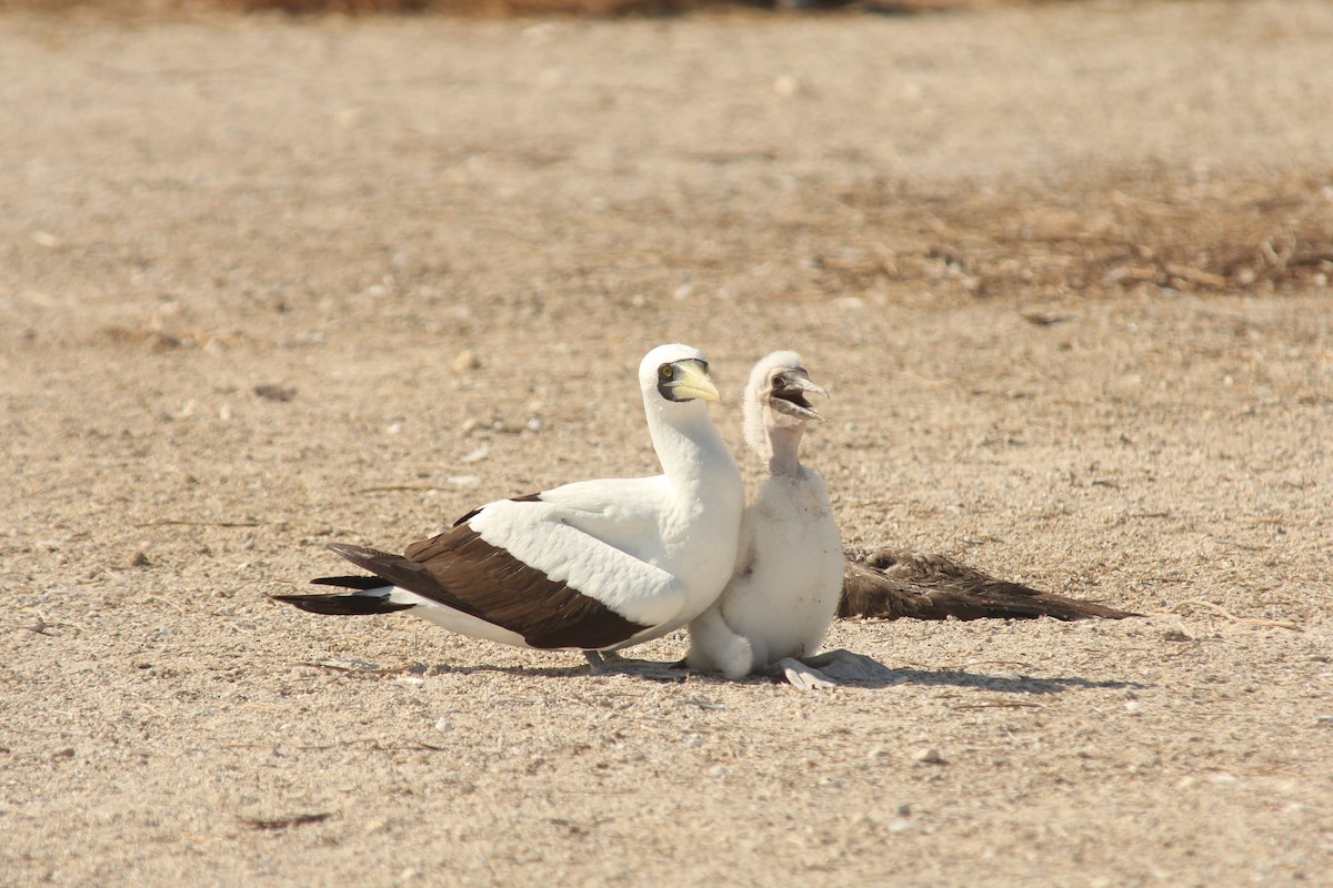 Maskentölpel - ML650494489