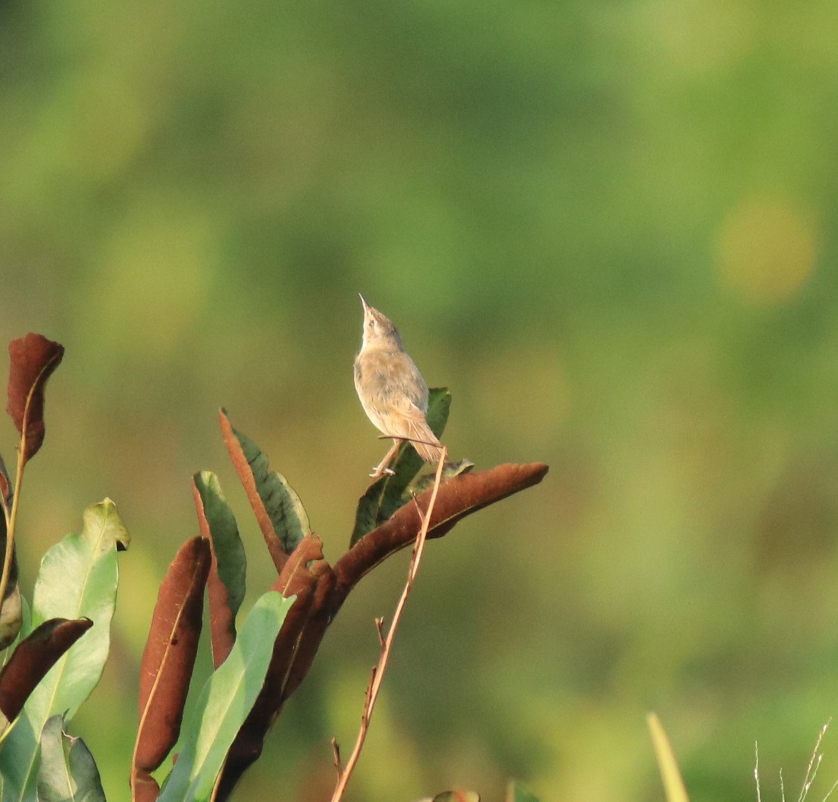 Индийская камышевка - ML650494718