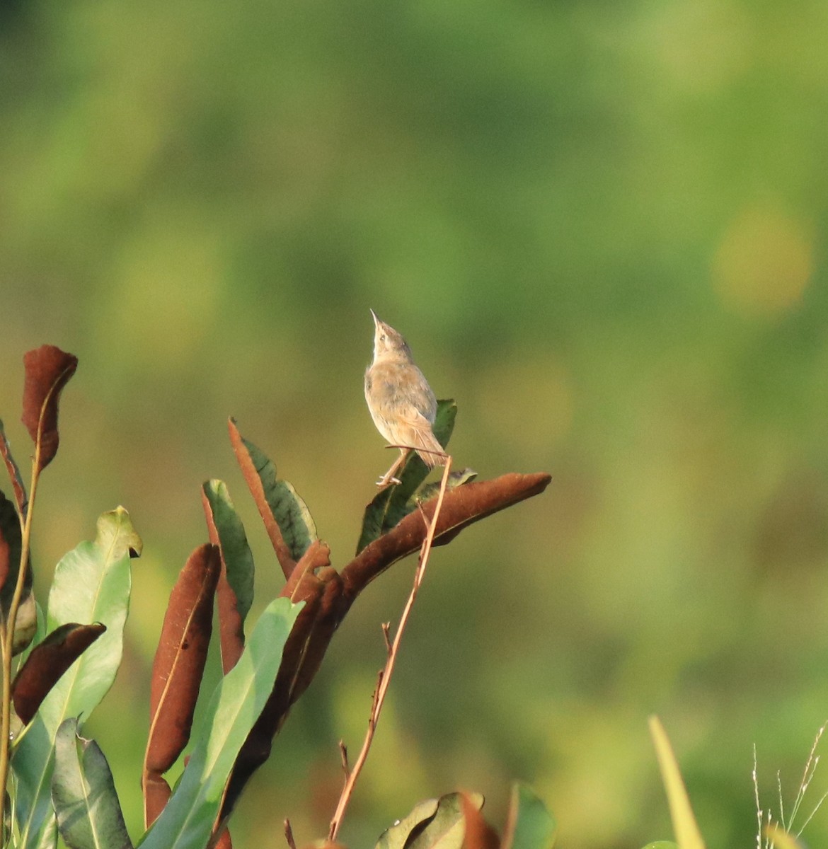 Индийская камышевка - ML650494720