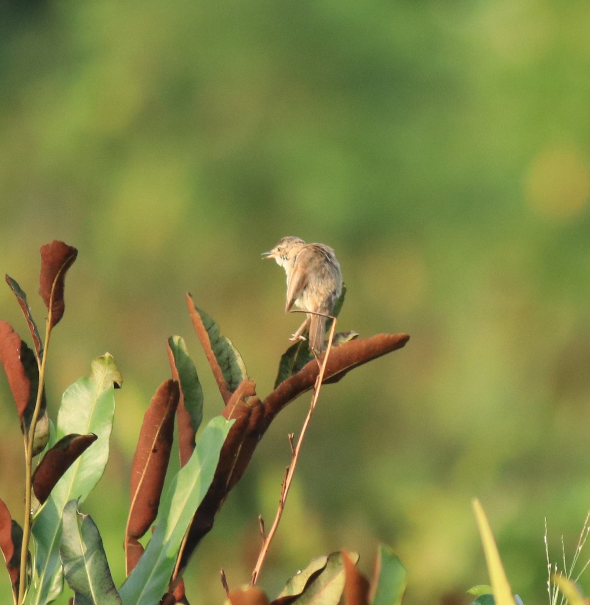 Индийская камышевка - ML650494722