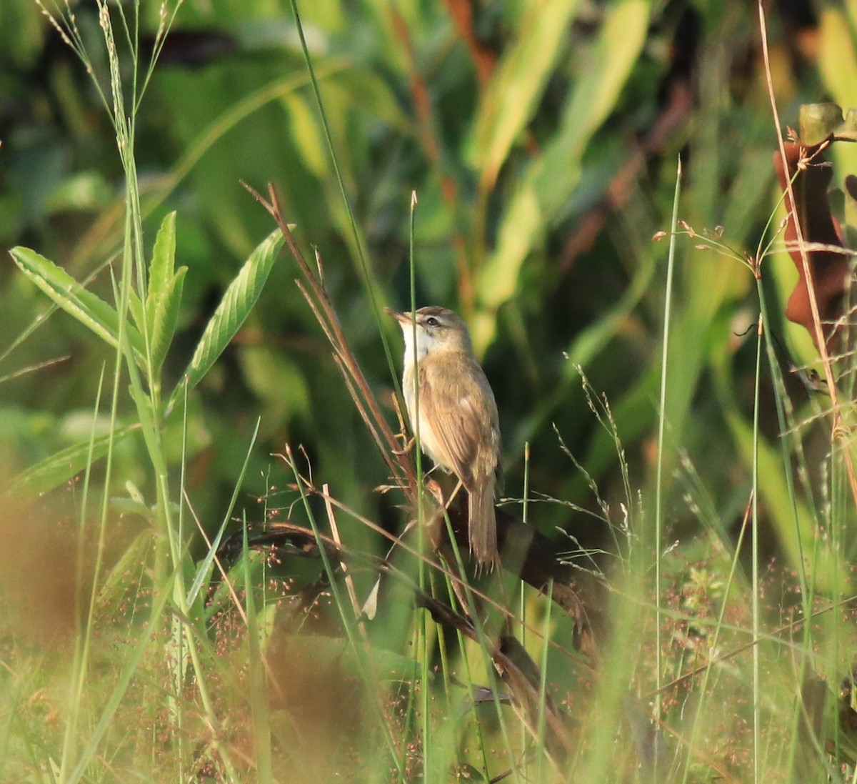 Индийская камышевка - ML650494723
