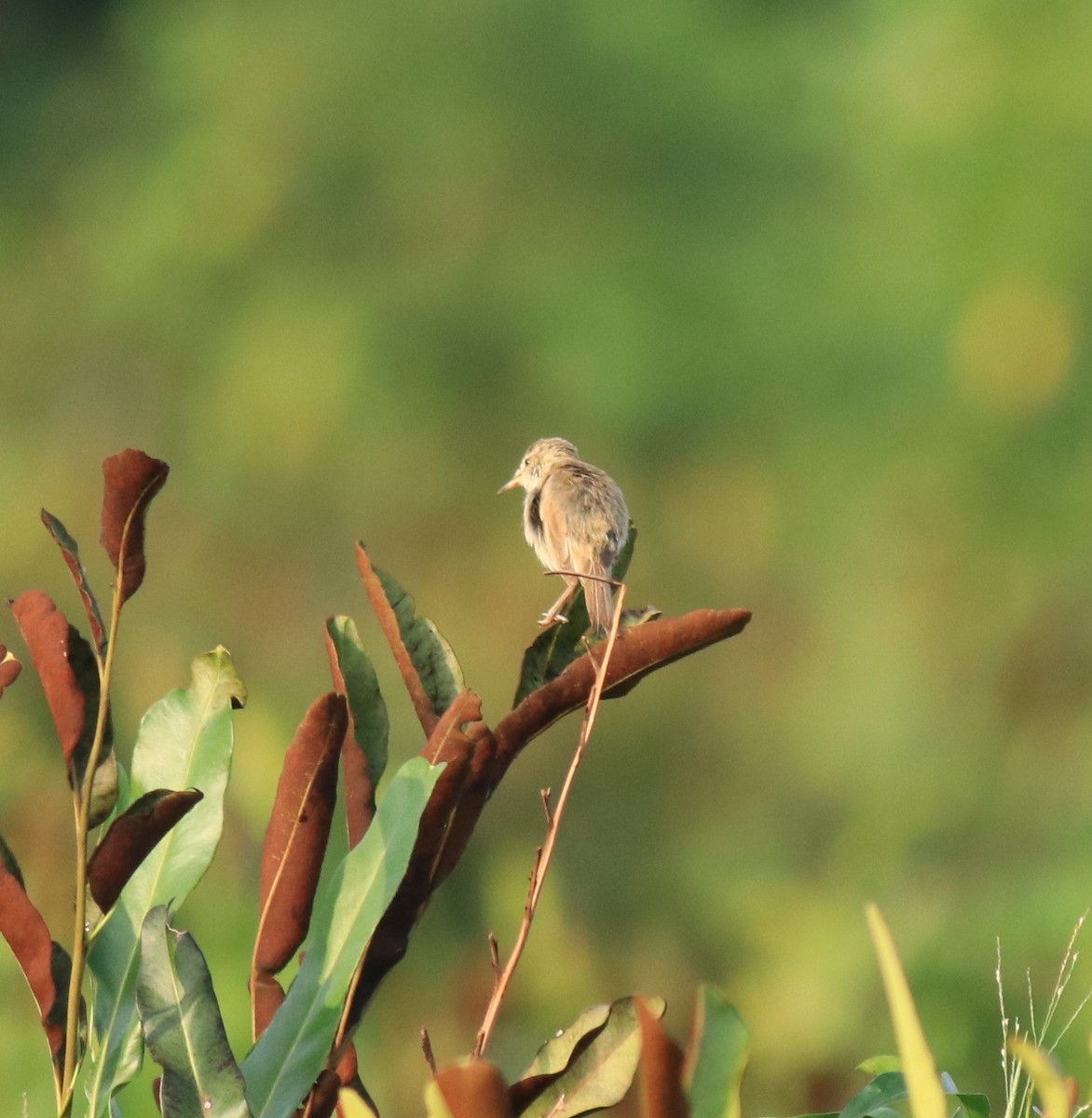 Индийская камышевка - ML650494725