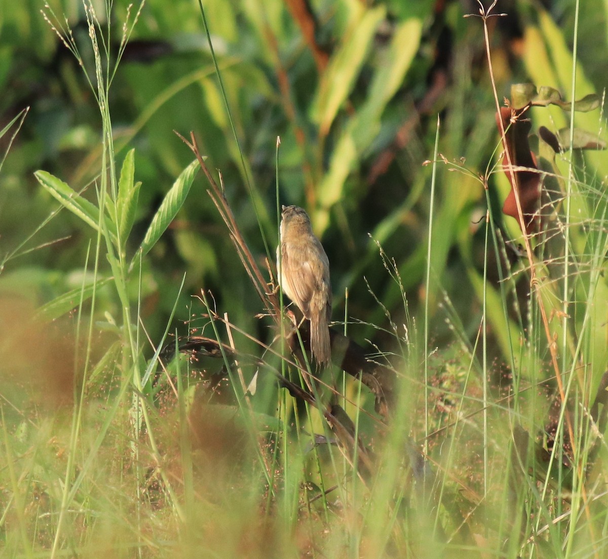 Индийская камышевка - ML650494726