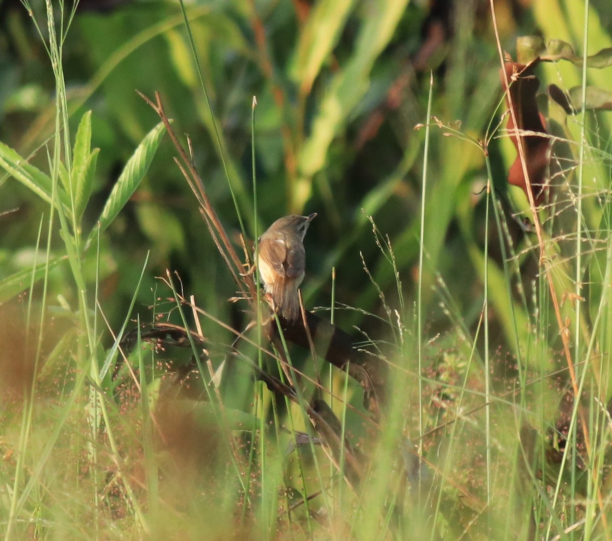 Индийская камышевка - ML650494727