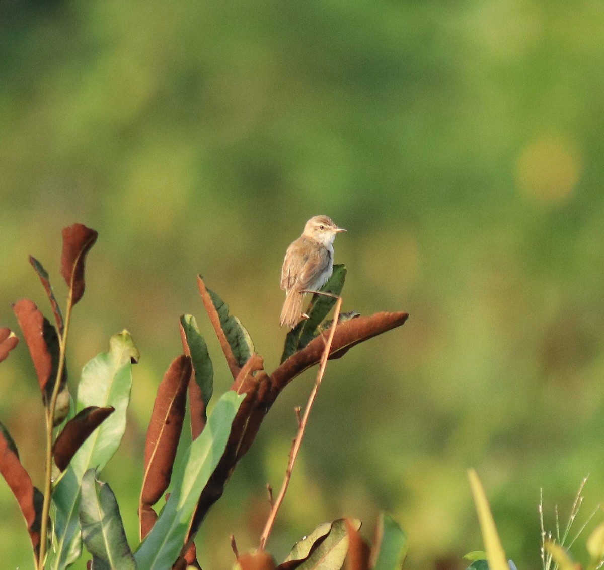 Индийская камышевка - ML650494729