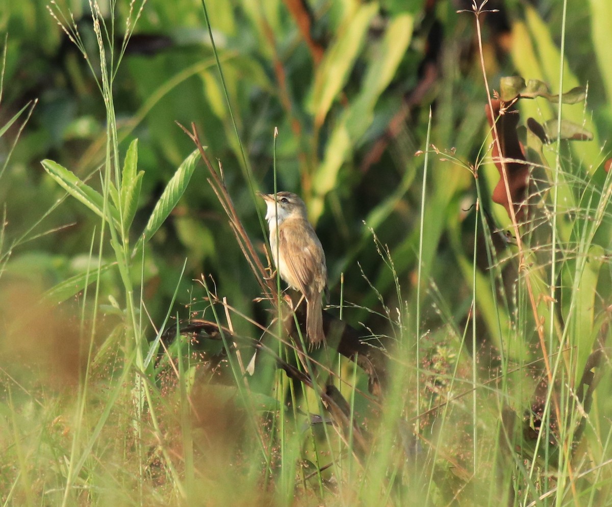 Индийская камышевка - ML650494730
